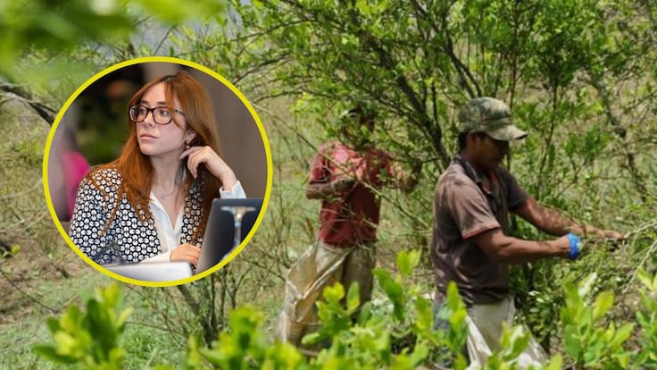 ¿Cómo funcionará el plan de sustitución de cultivos ilícitos para el Catatumbo? Gloria Miranda explicó