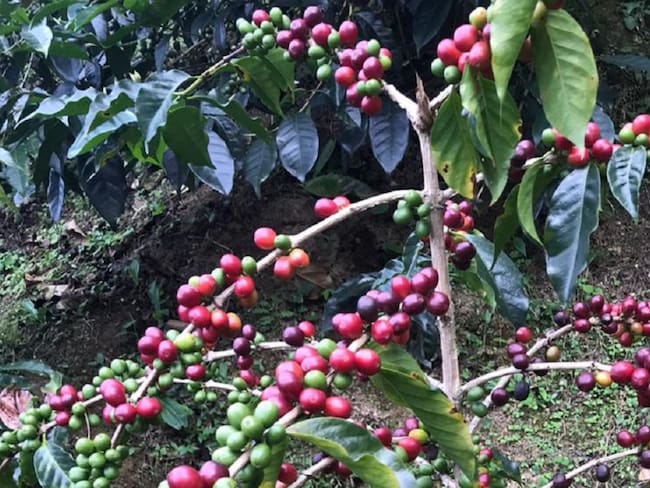 Expectativa por cosecha cafetera en Tolima