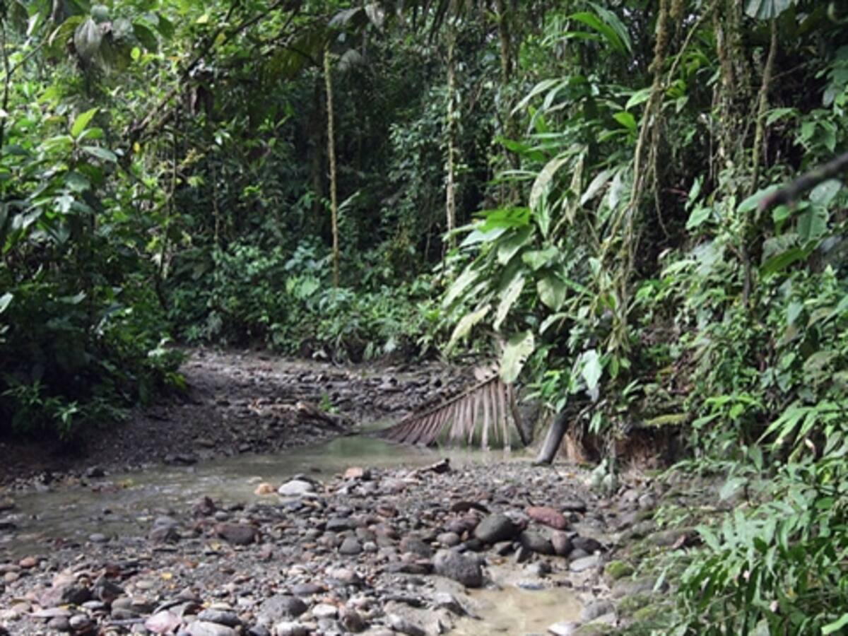 Estados Unidos aumentará cooperación para proteger la Amazonía