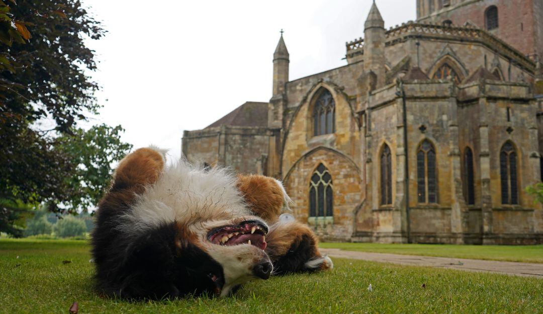 Semana Santa: Recomendaciones para llevar a su perro a misa