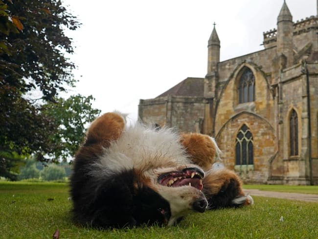 Semana Santa: Recomendaciones para llevar a su perro a misa