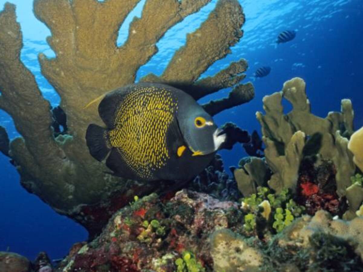 Países ponen en riesgo metas globales al ignorar la pérdida de biodiversidad