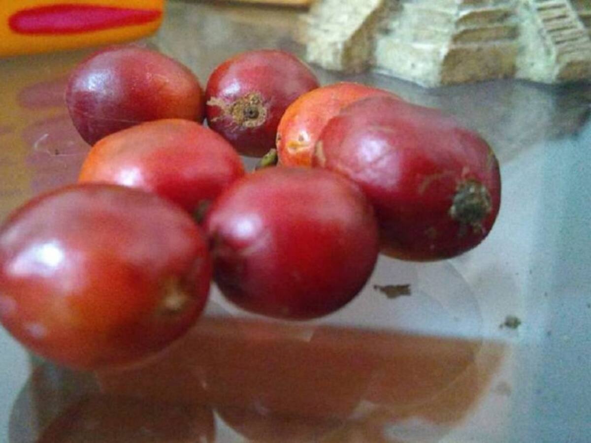 Factores que precipitan el precio del café colombiano