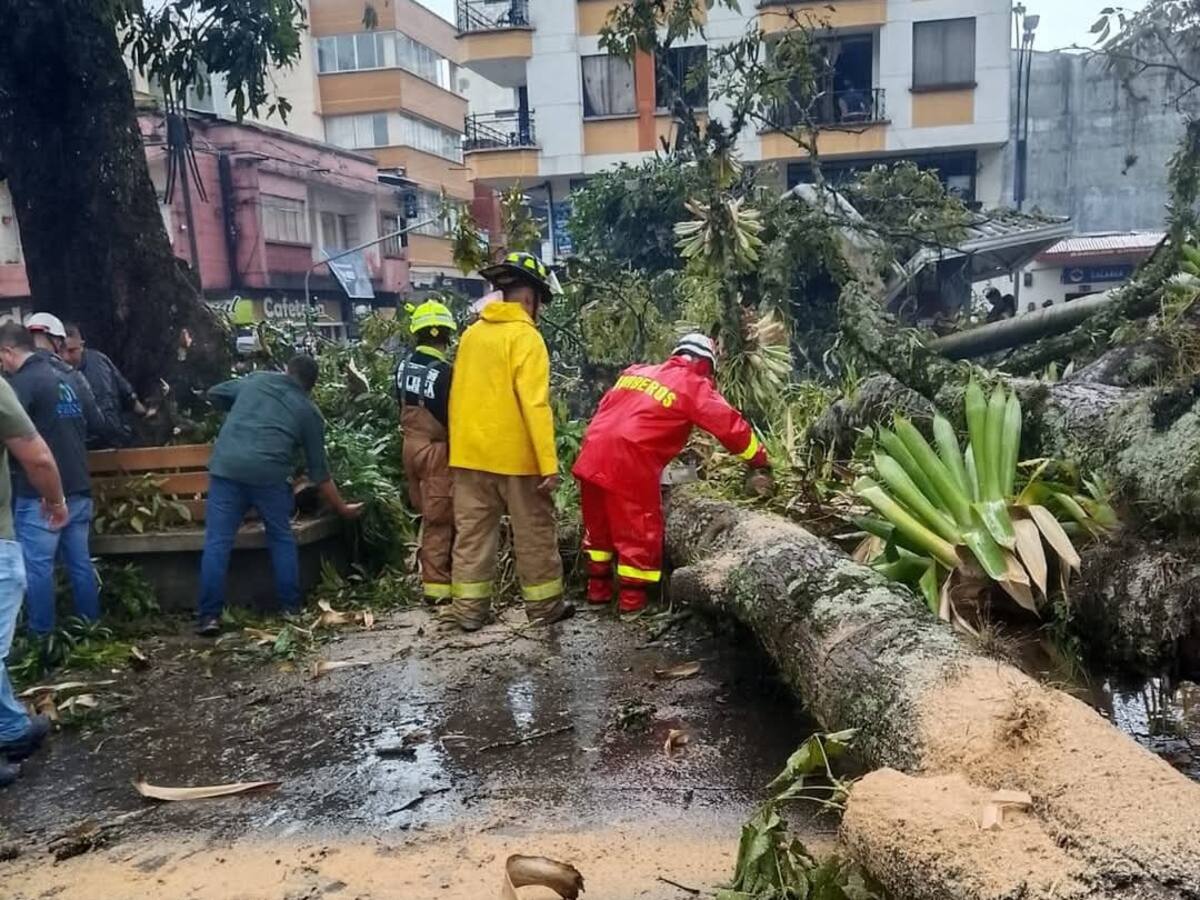 Tremendo susto en Calarcá en Quindío, vendaval provocó la caída de un árbol, dos personas heridas