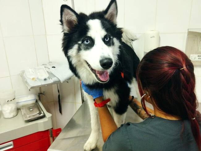 Autoridades rescataron a un cachorro que era agredido por su dueño en Medellín