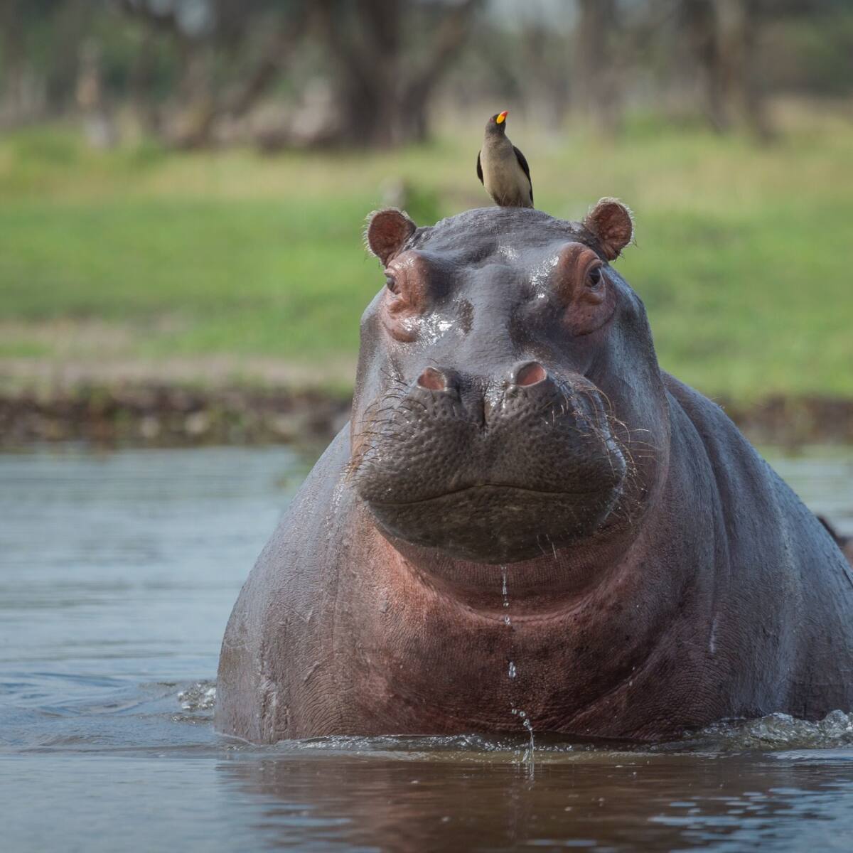 Autoridades en Barrancabermeja consideran buena la decisión de aplicar la eutanasia a hipopótamos