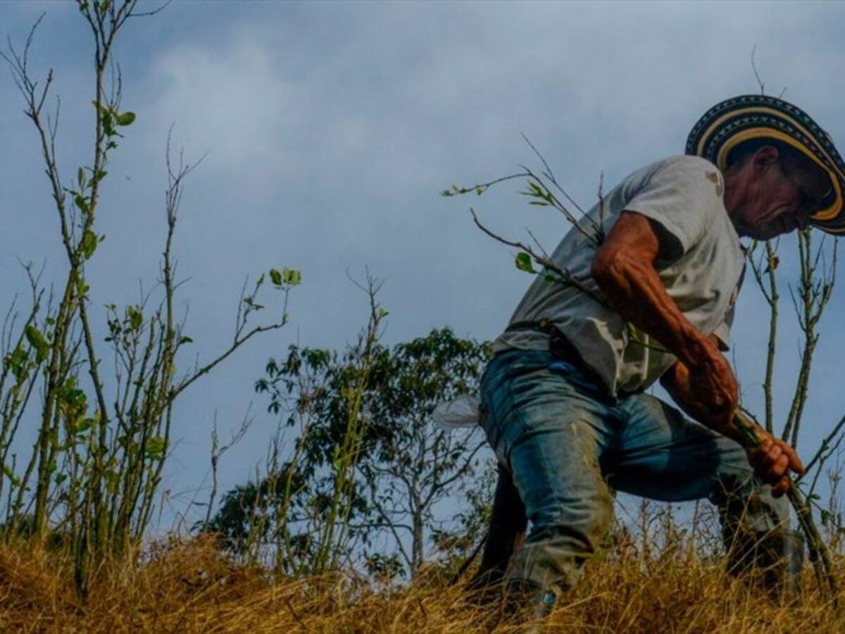 Disidencias, cultivos ilícitos y desarrollo, los retos del posconflicto en Cauca