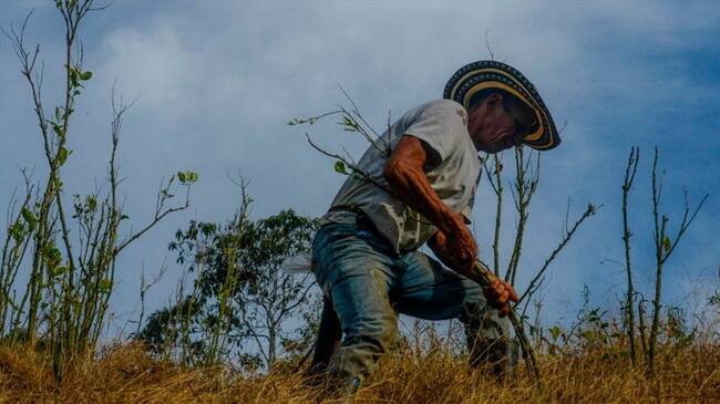 En el país todavía existen 13.000 hectáreas de coca y cultivos de amapola. Foto: Getty Images