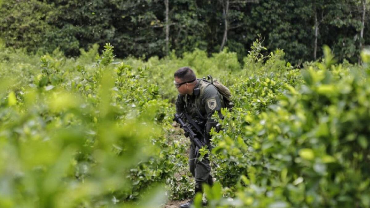 Campesinos rechazan la reactivación de la erradicación y la fumigación