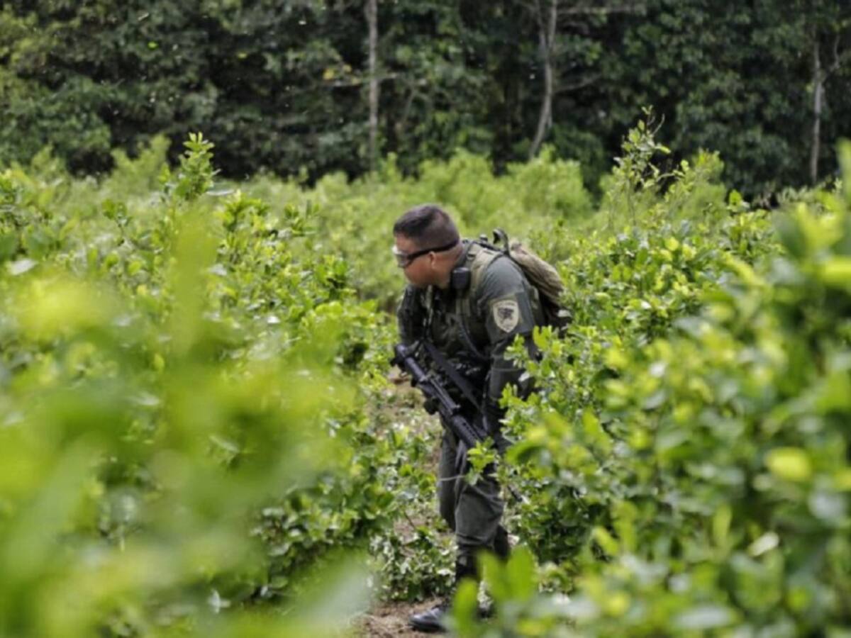 Campesinos rechazan la reactivación de la erradicación y la fumigación