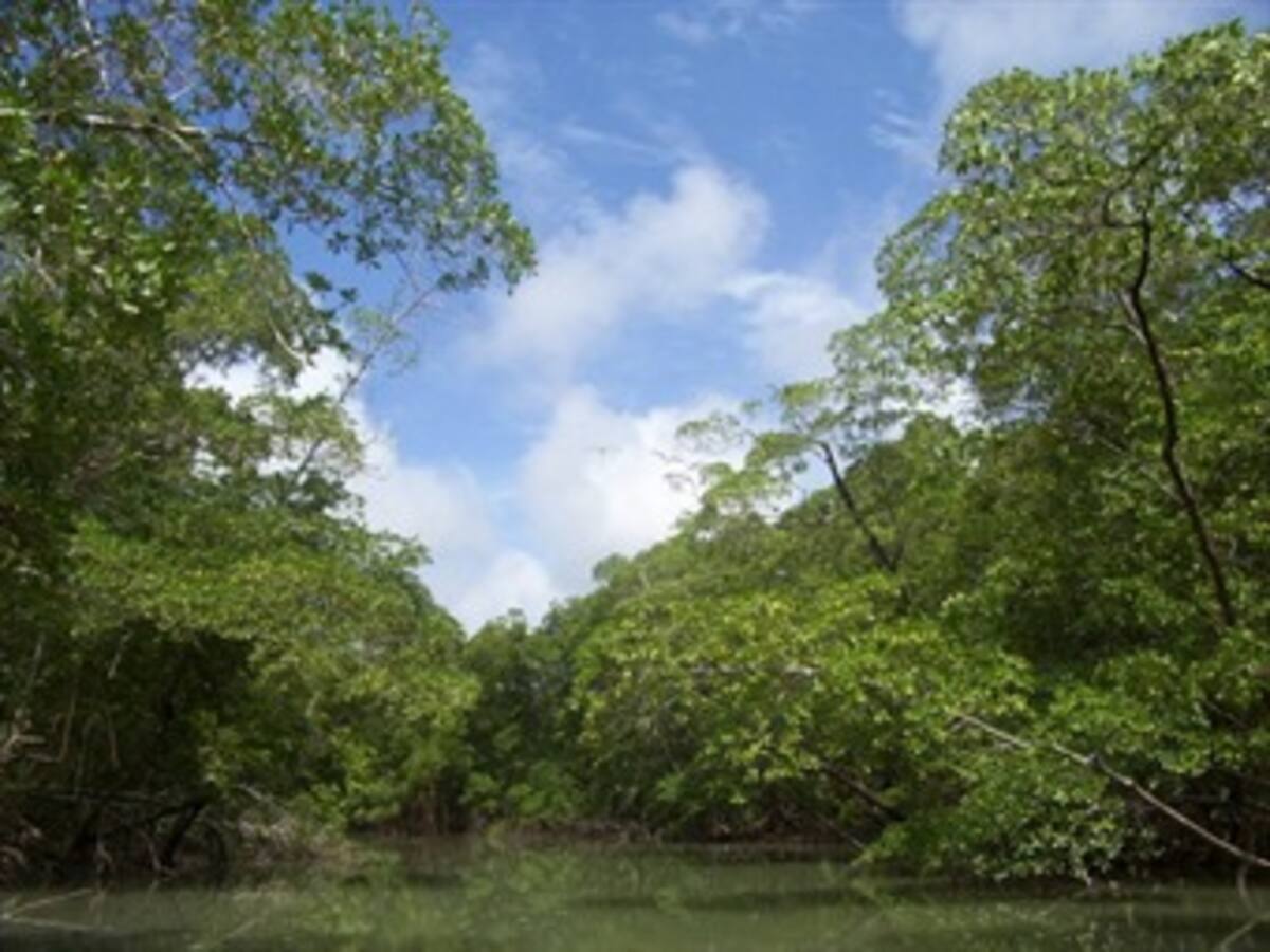 Comienzan las obras de gigantesca hidroeléctrica en la Amazonía brasileña