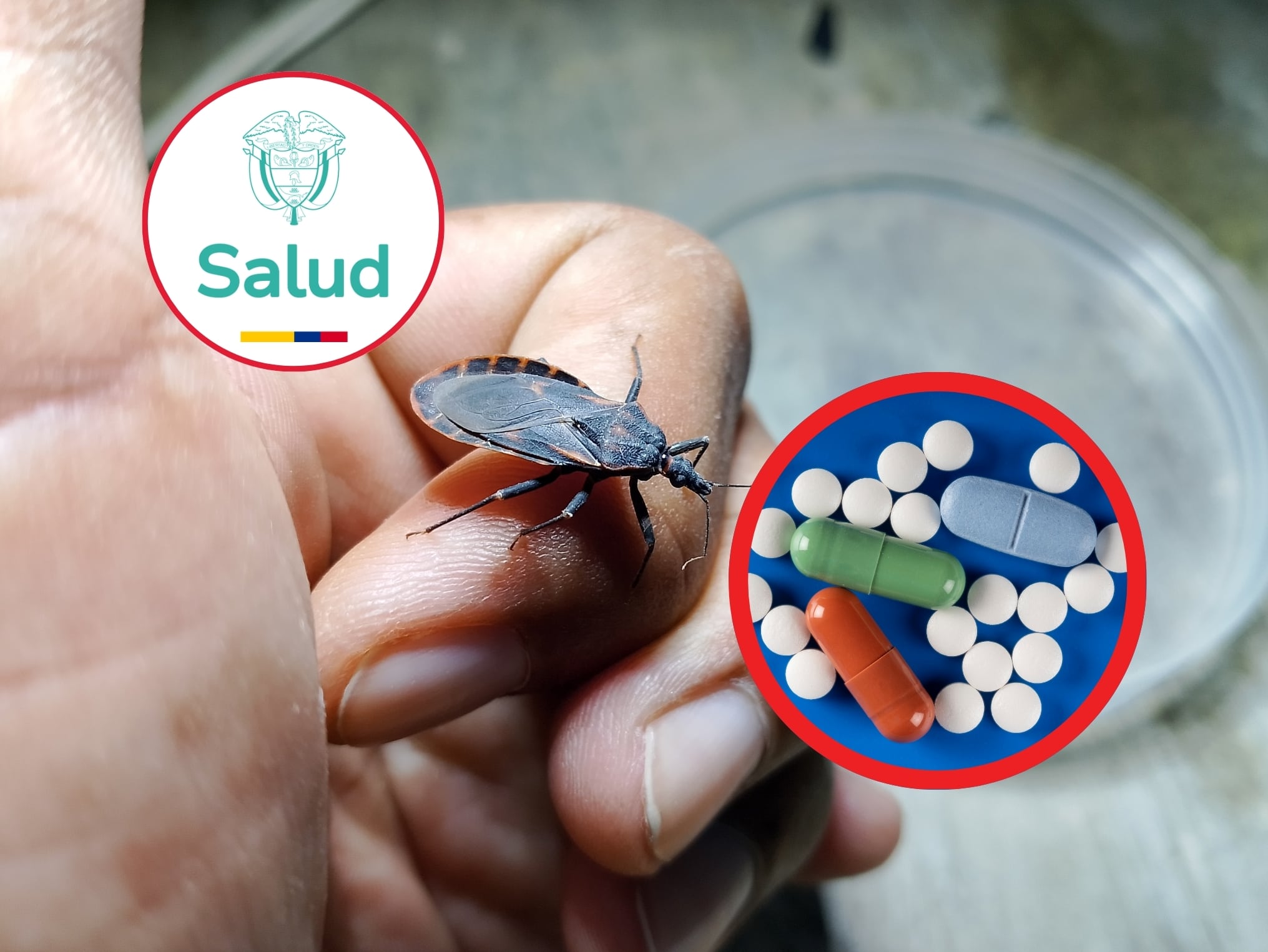 En portada: Imagen ilustrativa del Trypanosoma cruzi, insecto que transmite el Chagas. A la derecha una imagen ilustrativa de medicamentos (Crédito: Getty Images) // Arriba a la izquieda: Logo del Ministerio de Salud (Crédito: Minsalud)