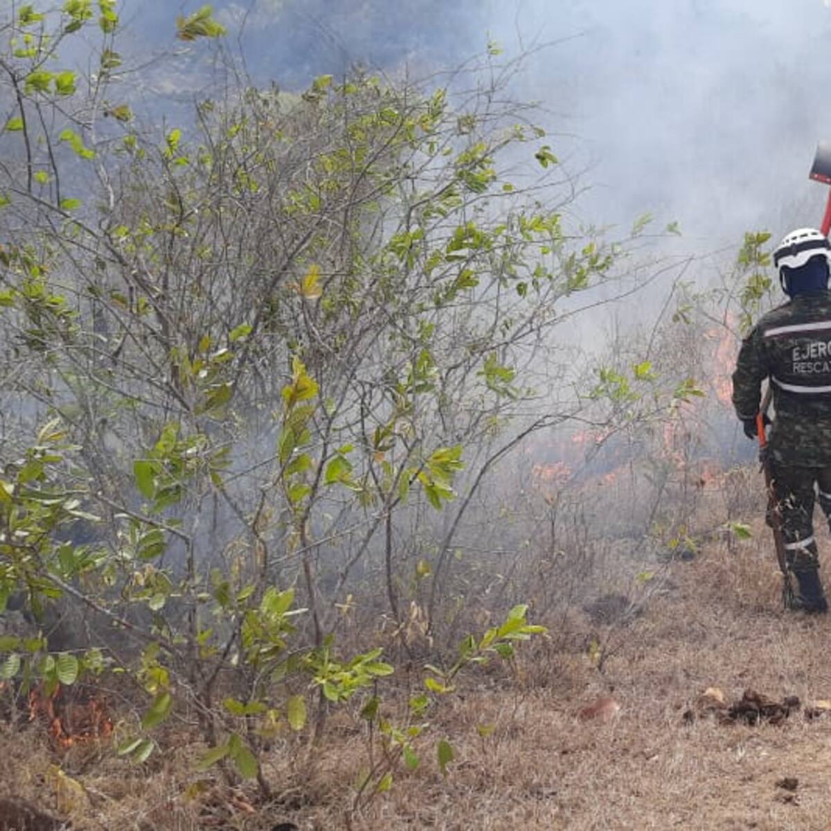 Recuperación de los ecosistemas afectados por incendios tardarían décadas