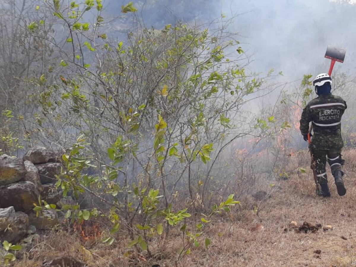 Recuperación de los ecosistemas afectados por incendios tardarían décadas