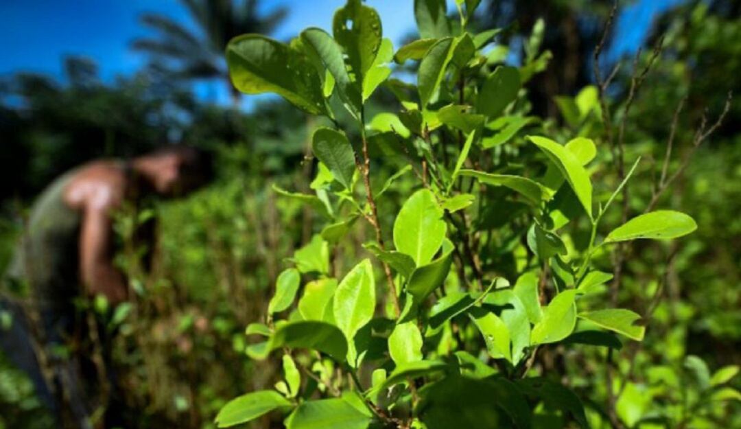 Cultivos en el Catatumbo