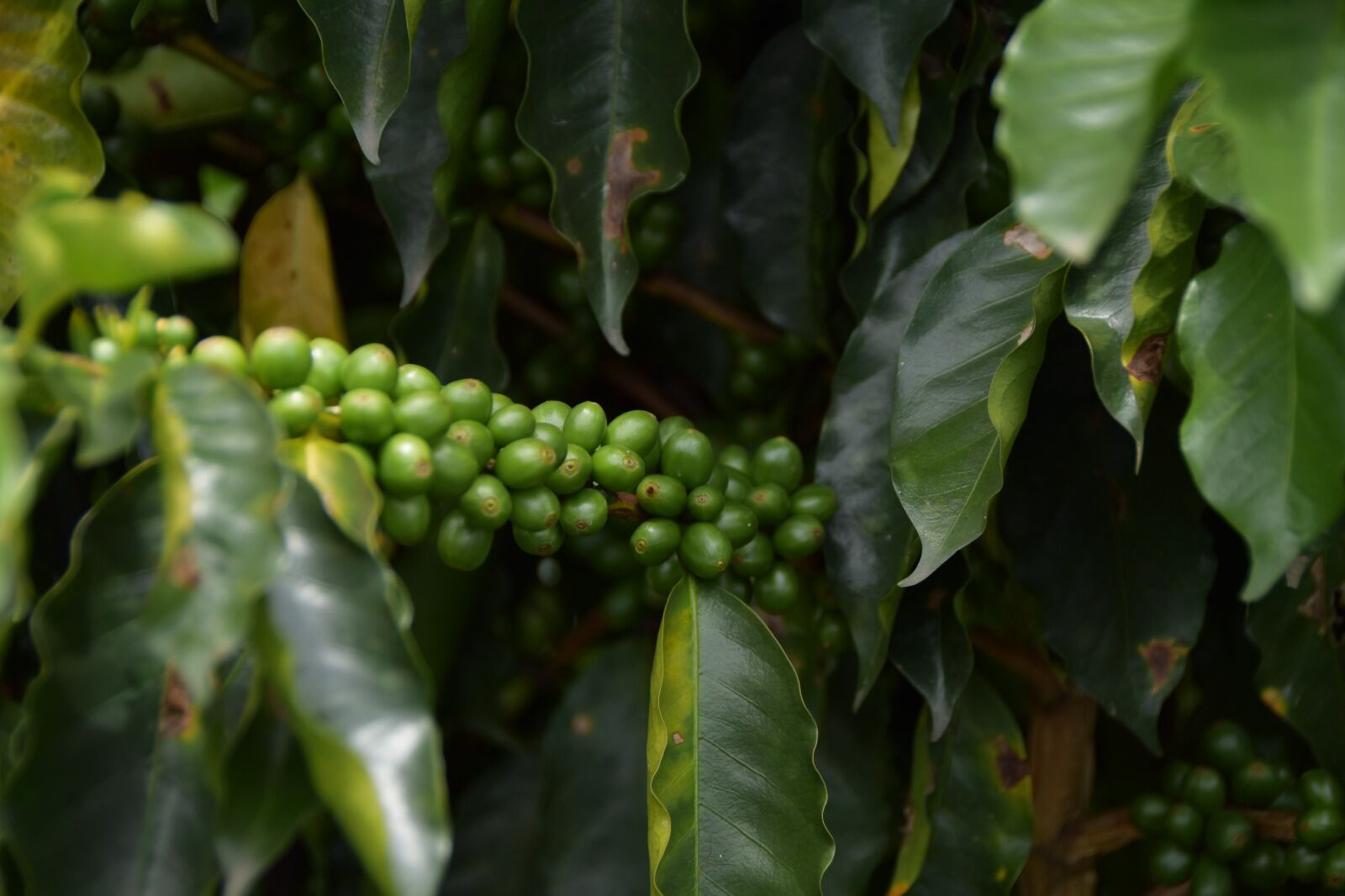 Cultivos en los corregimientos de Medellín. Foto: cortesía alcaldía de Medellín.