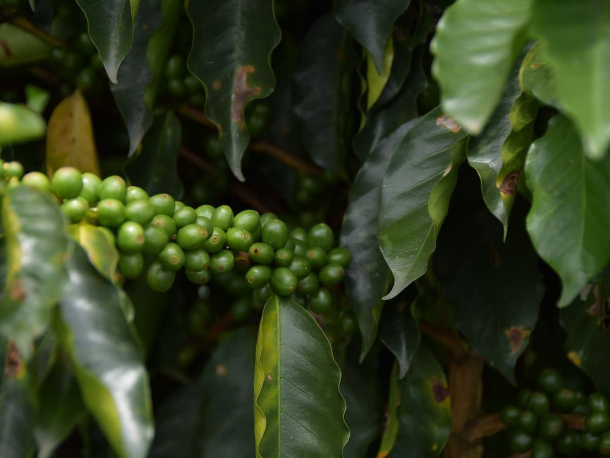 Más de mil productores de los corregimientos de Medellín serán formados en agropecuaria