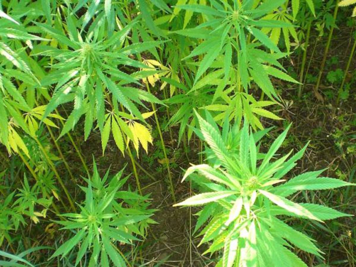 Manifestaciones en París por despenalización de la marihuana