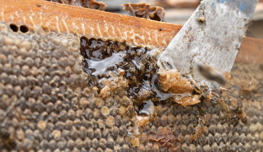 Buen manejo de las colmenas para miel de mejor calidad