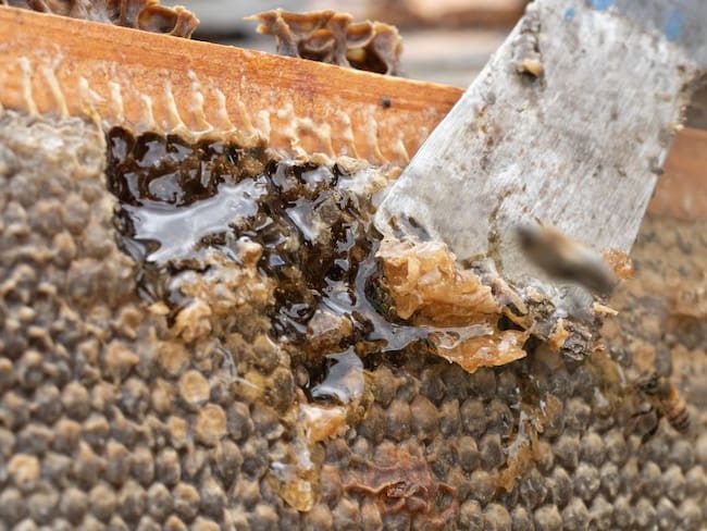 Buen manejo de las colmenas para miel de mejor calidad