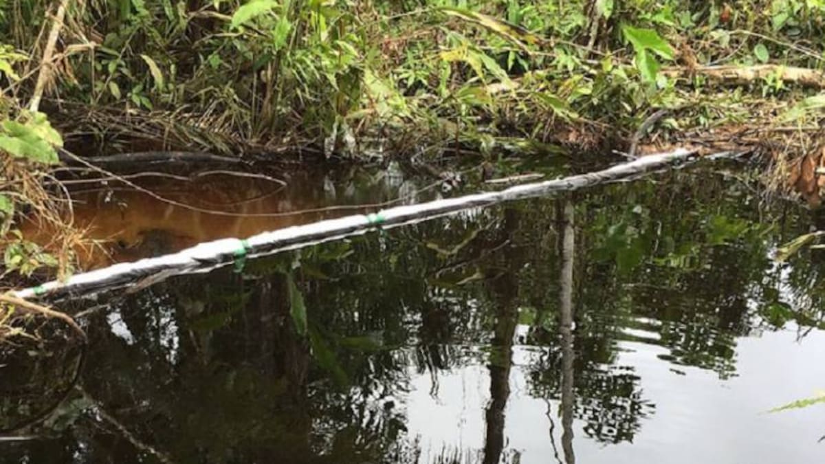 Suspenden ecoturismo en Serranía de Las Quinchas por derrame de petróleo