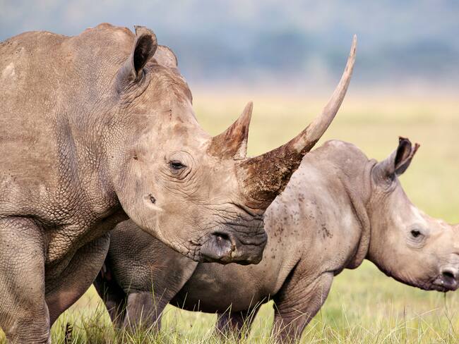 Rinocerontes en un Parque Nacional (Getty Images)