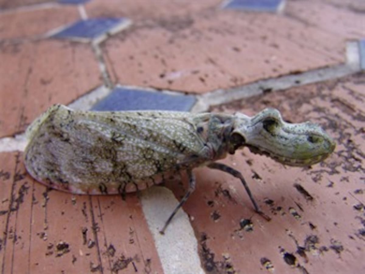 Descubren insecto con cabeza de cocodrilo y cuerpo de mariposa en Cartagena