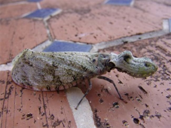 Descubren insecto con cabeza de cocodrilo y cuerpo de mariposa en Cartagena