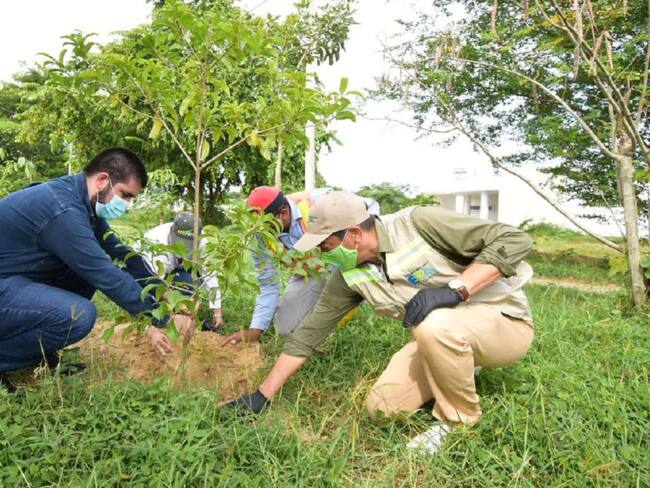 En Cartagena, siembran 100 árboles en Ciudad del Bicentenario
