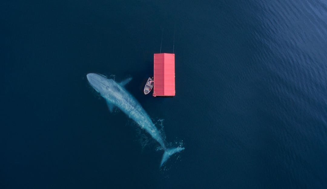 Ballena jorobada se "tragó" a dos mujeres en California. Imagen referencia