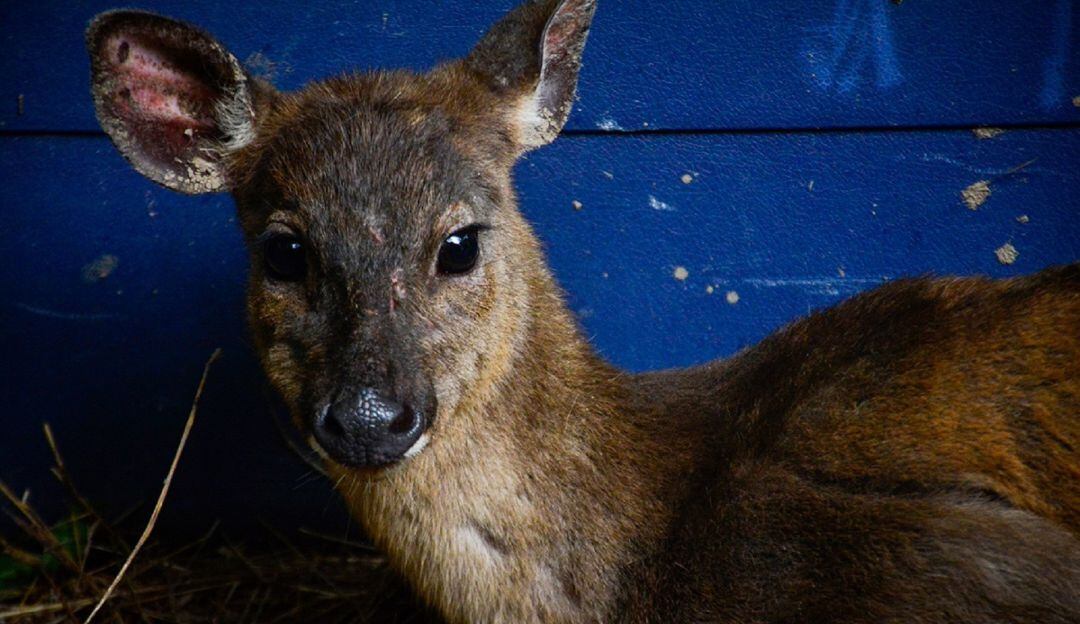 Venado hembra recuperado en el municipio de Prado, Tolima