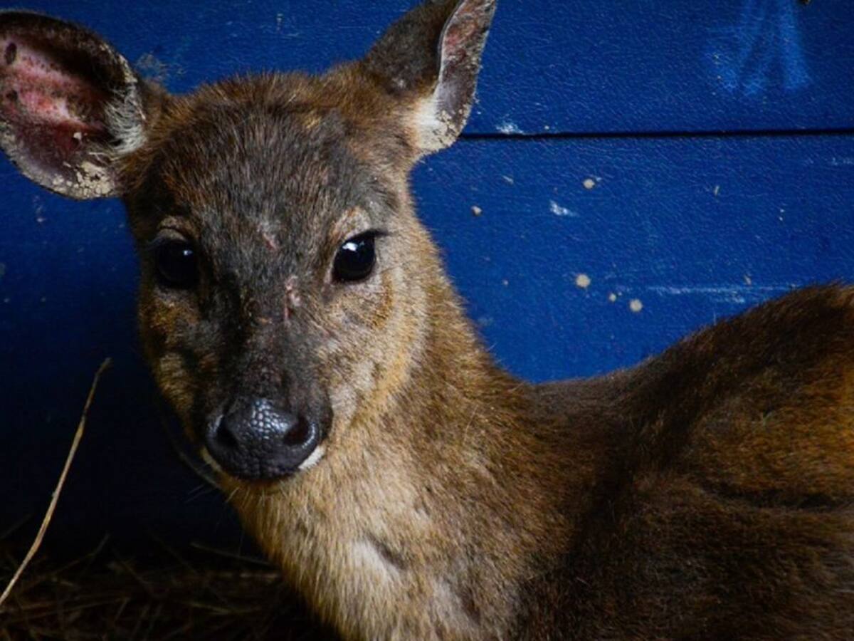 Cortolima rescató venado en zona rural de Prado