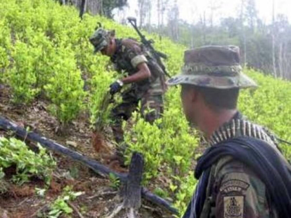 Bolivia supera meta anual de destrucción de coca al alcanzar 5.064 hectáreas