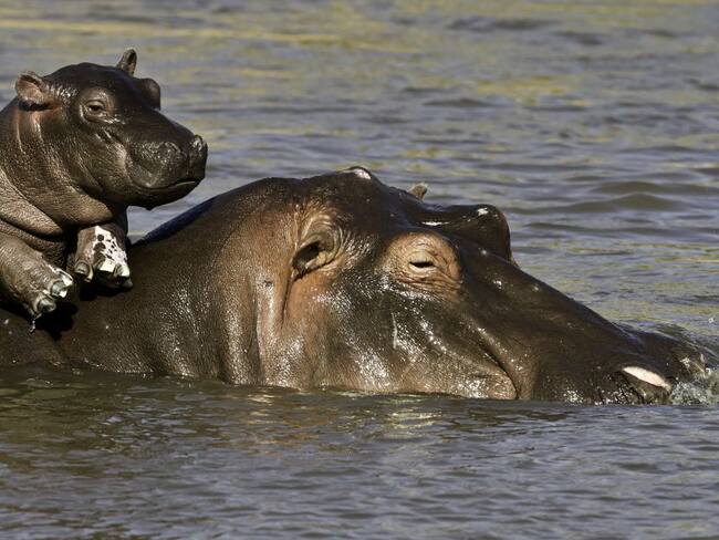 Hipopótamos de Pablo Escobar entre la caza de control o eutanasia