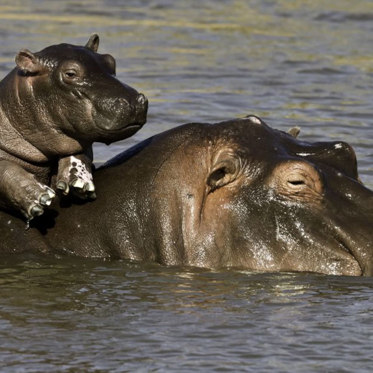 Polémica por hipopótamos: Gobierno asegura que México rechazó traslado de animales