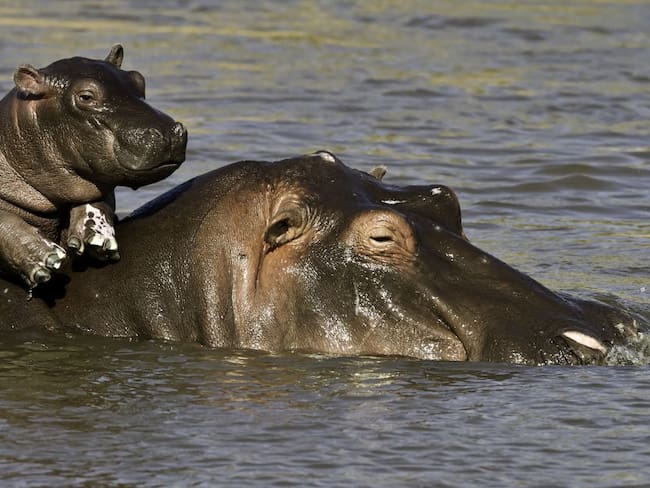 Hipopótamos de Pablo Escobar entre la caza de control o eutanasia