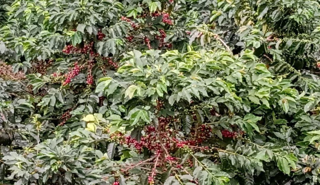 Afectaciones en la caficultura