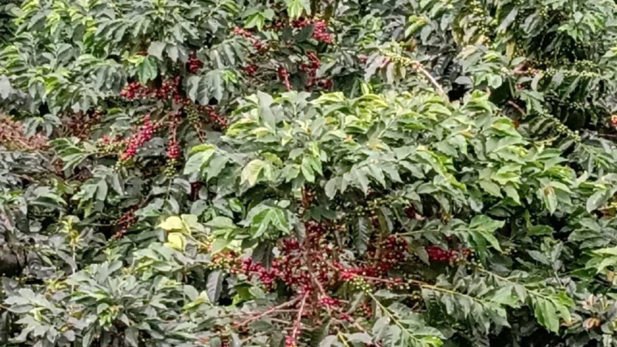 Cafeteros de la región piden desbloquear las vías del Valle del Cauca