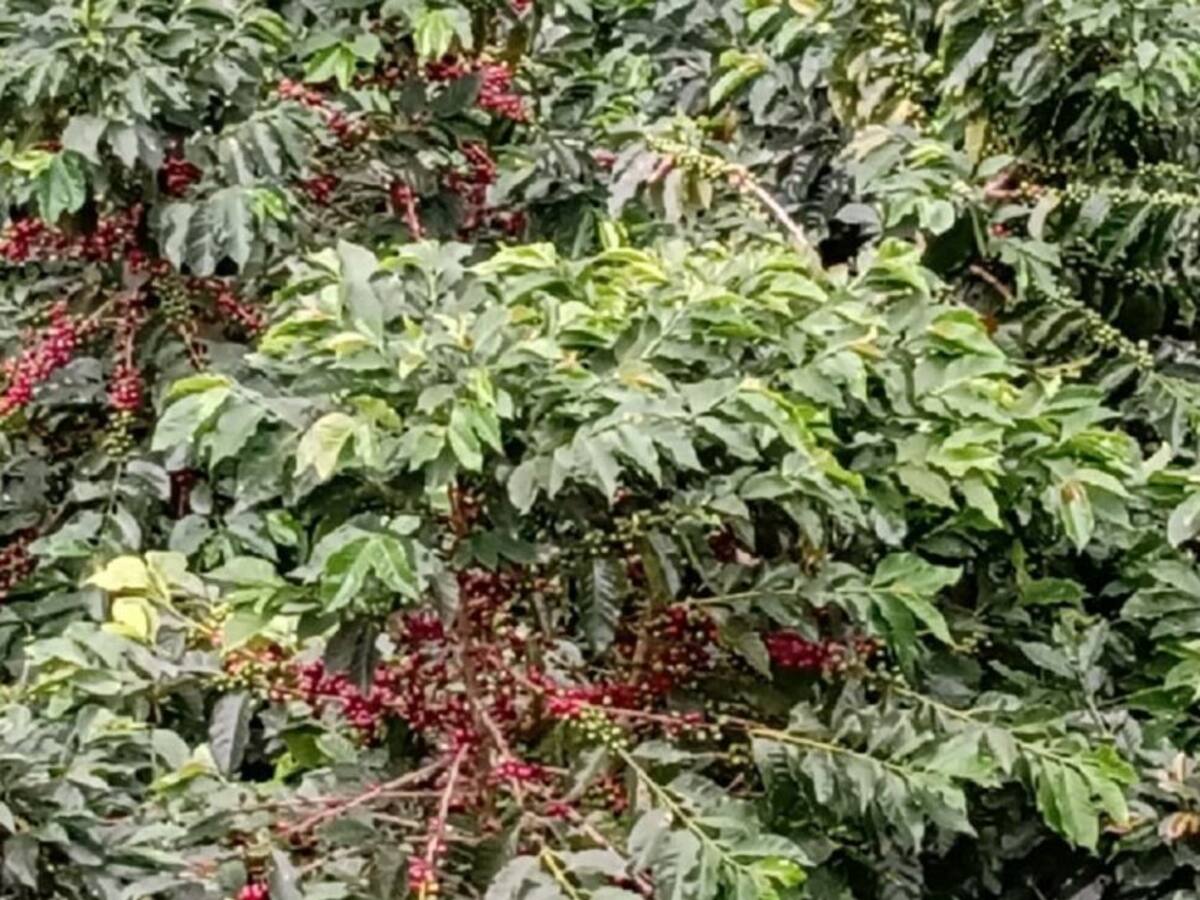 Cafeteros de la región piden desbloquear las vías del Valle del Cauca