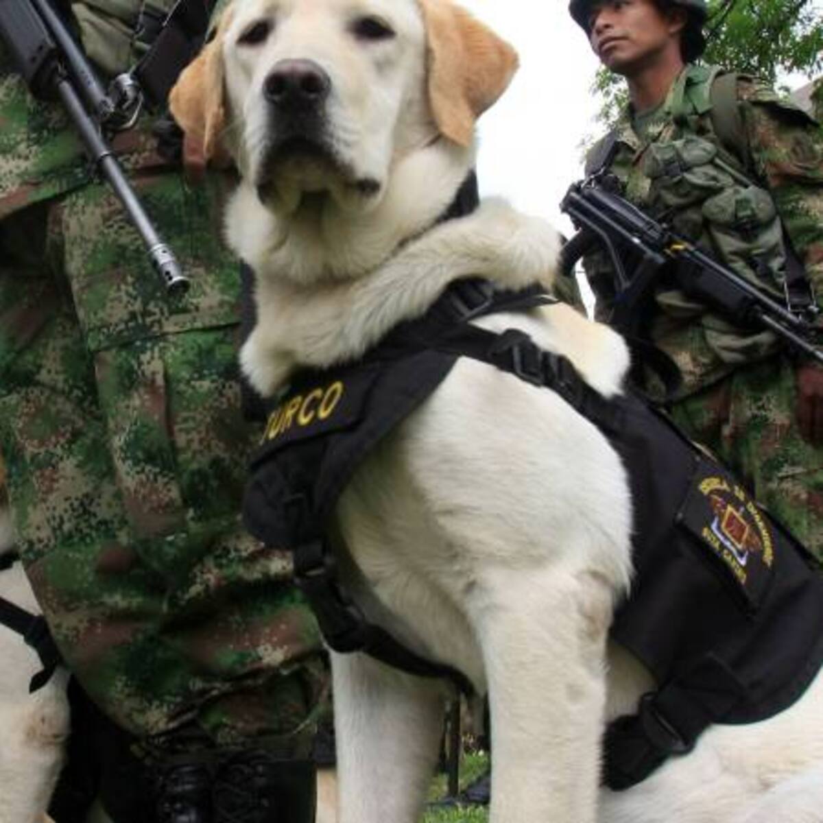 Por cuarta vez, caninos impiden ingreso de drogas a la cárcel de Cómbita