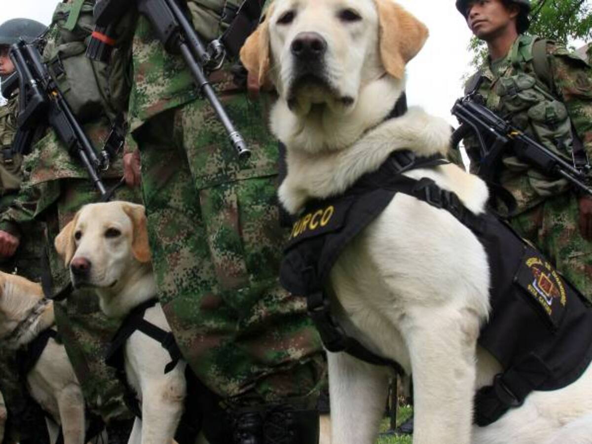 Perros entrenados, claves para encontrar los cuerpos de los periodistas