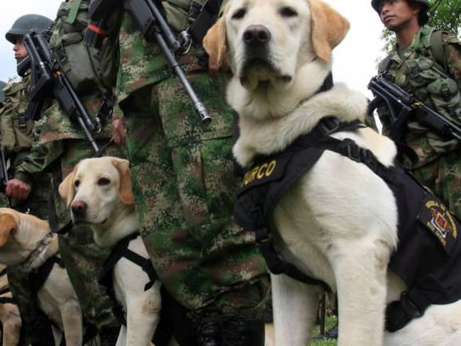 Perros entrenados, claves para encontrar los cuerpos de los periodistas