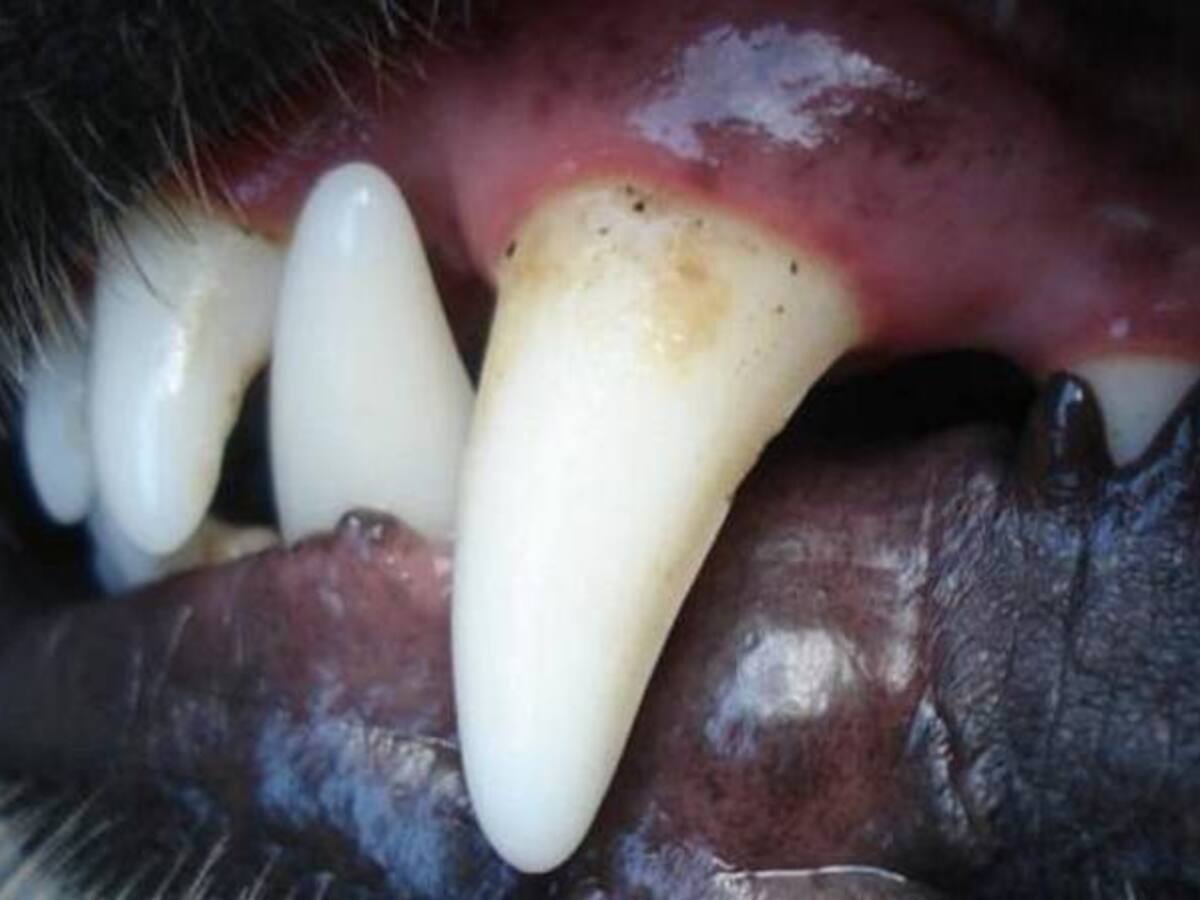 Con pronóstico reservado bebe de un año de nacido mordido por un perro