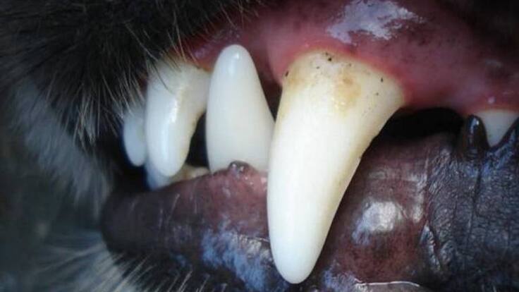 Con pronóstico reservado bebe de un año de nacido mordido por un perro