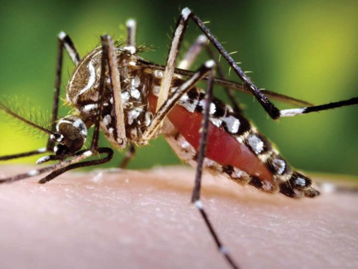 Cartagena es la ciudad con más casos de dengue superando a Cali