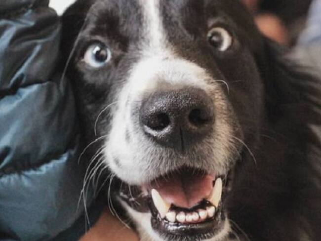 ¡De no creer! Un hombre convivía con una rata pensando que era un perro