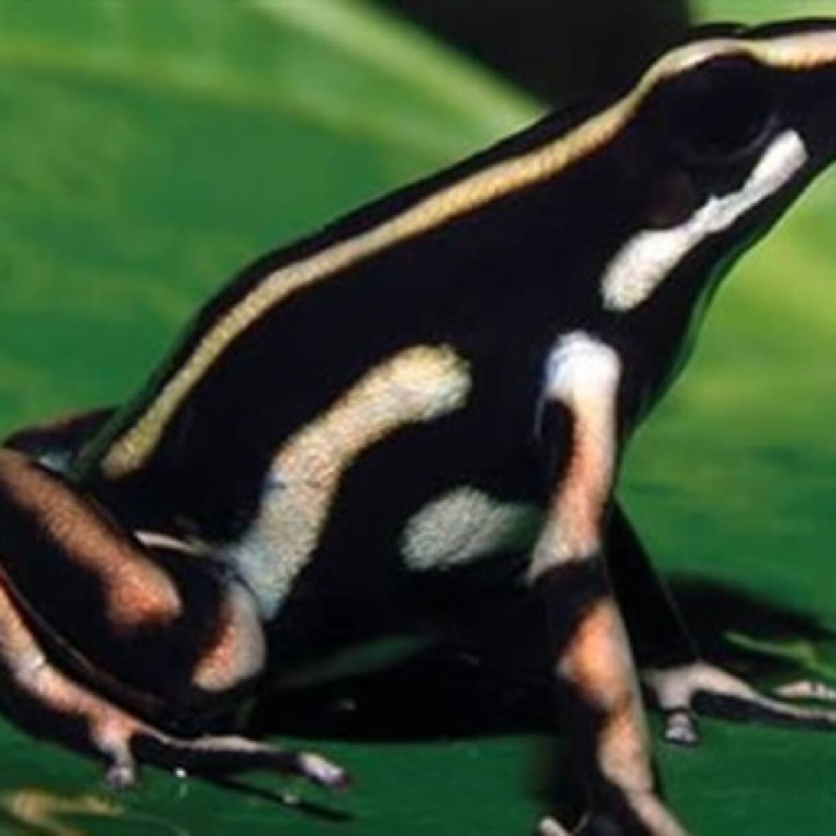 Guía para preservar reptiles y anfibios en ciénaga Zapatosa