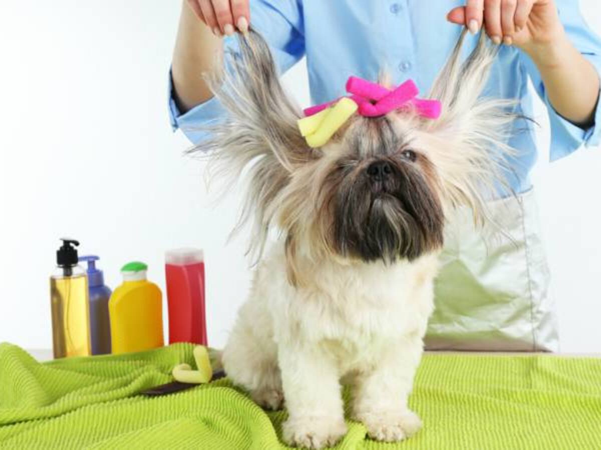 ¿Cuánto de su salario destinan los colombianos a sus mascotas?