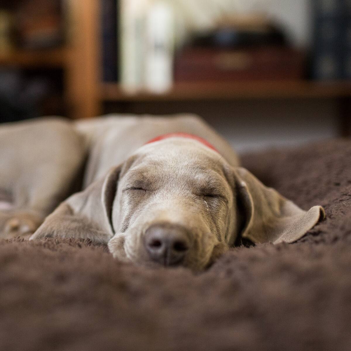 Este es el mejor lugar de la casa para que duerma un perro, según expertos