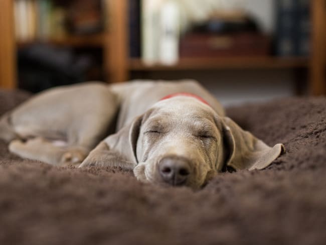 Perro contento durmiendo en su cama (Getty Images)